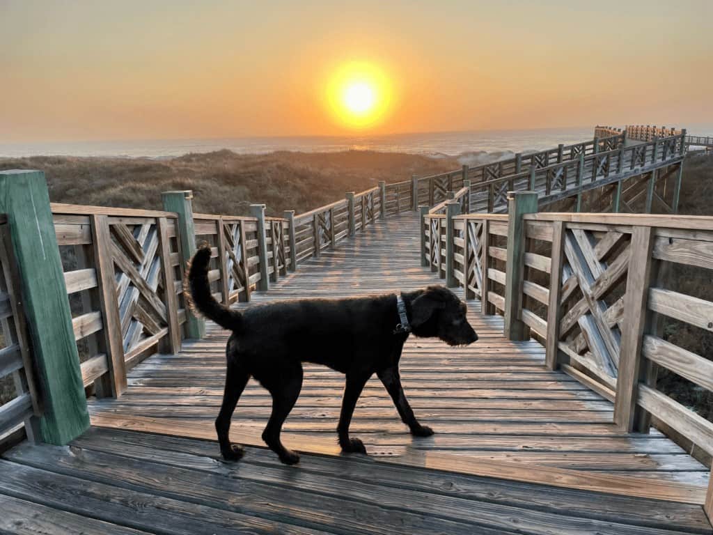Pet friendly texas beaches